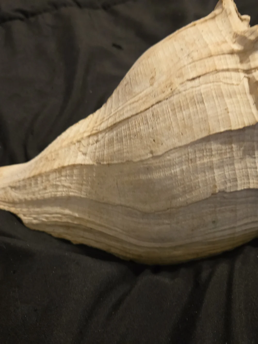 Natural Cream Shell Hide for Reptile Habitats - Decorative Terrarium Shelter